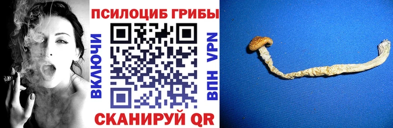 Купить где Бабаево Псилоцибиновые грибы Cubensis
